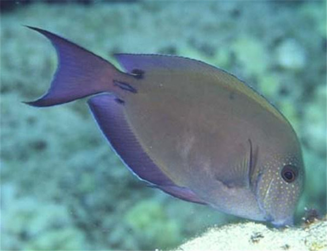 十大最好看的观赏鱼图片大全,十种最漂亮的观赏鱼图片