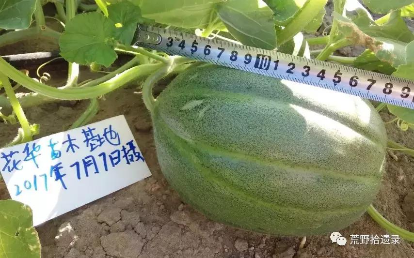 四川适合种植哈密瓜甜瓜品种,甜瓜种植技术新疆哈密瓜