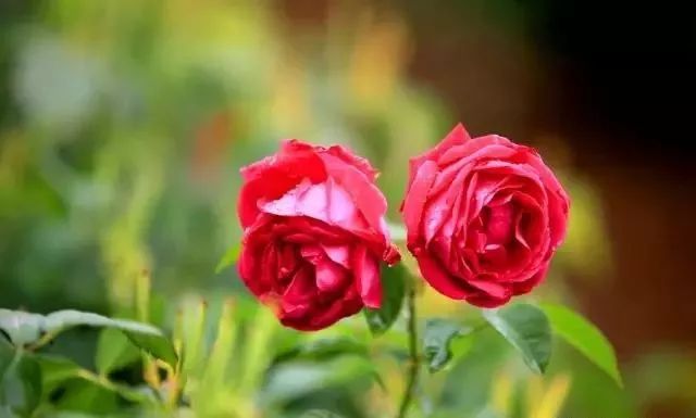 一万年一次的2020520；一起认识100种玫瑰~别送错啊