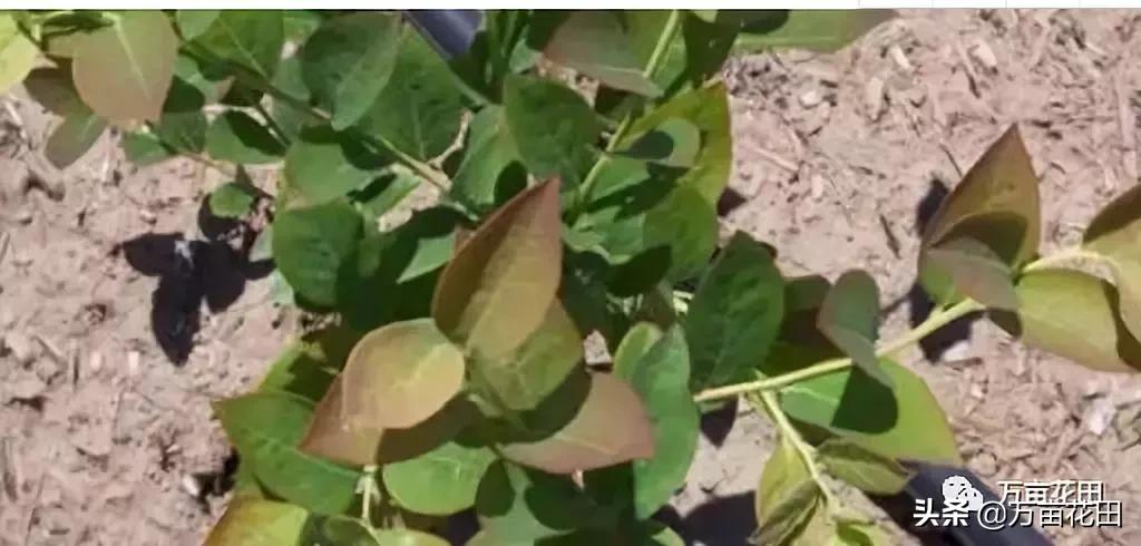 蓝莓缺铁怎么补最快,蓝莓叶子缺铁的表现