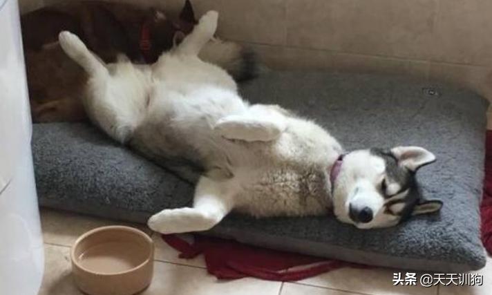 狗狗也能吃雪糕吗,狗狗可以喝啤酒吗