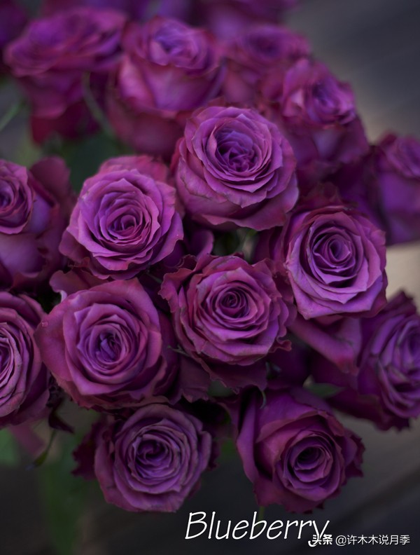 稀有月季蓝色妖姬,颜色比较稀有月季有哪些品种