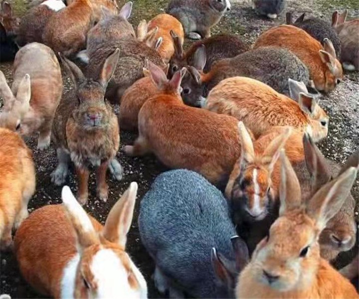 澳洲兔子成灾数量高达100亿,澳大利亚兔子成灾为何不引入狼