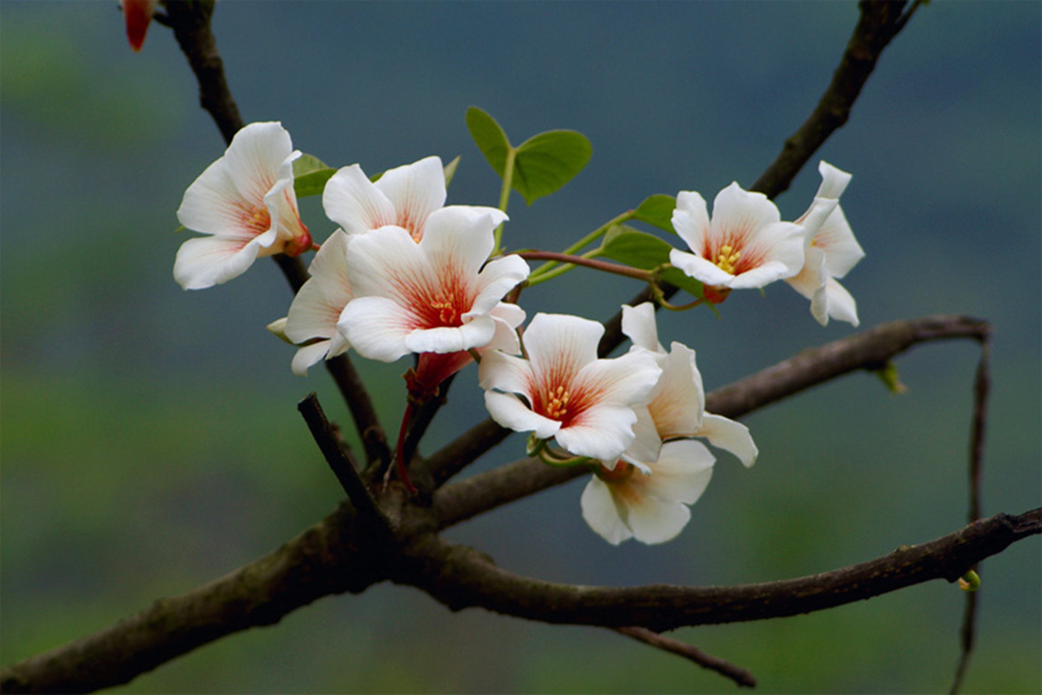 油桐树花开图片,油桐开花时间和方法