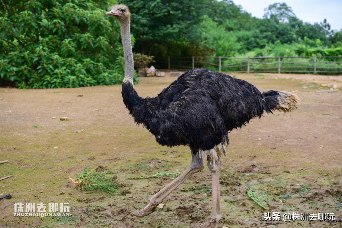 株洲哪里有好玩的度假山庄,株洲田园山庄