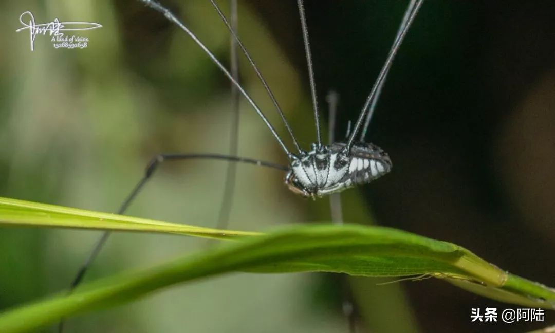 我的昆虫记封面,我的昆虫记作文300字