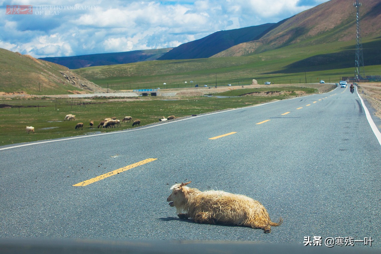 自驾*疆新**，路上撞到一只羊该怎么办？这位小哥的举动给我上了一课