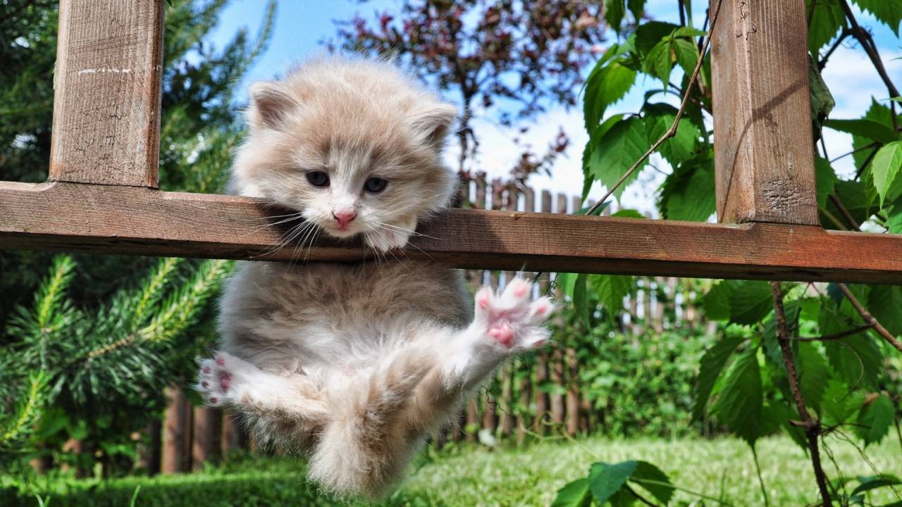 不建议养的十种猫,最难养的猫第一名