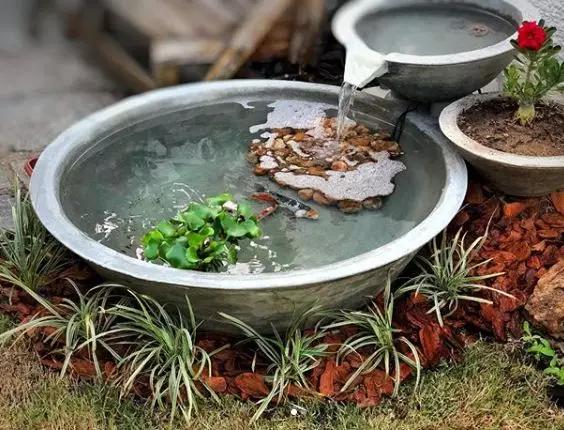 废桶旧盆里添水种花，10分钟成水景，细水长流富贵一生