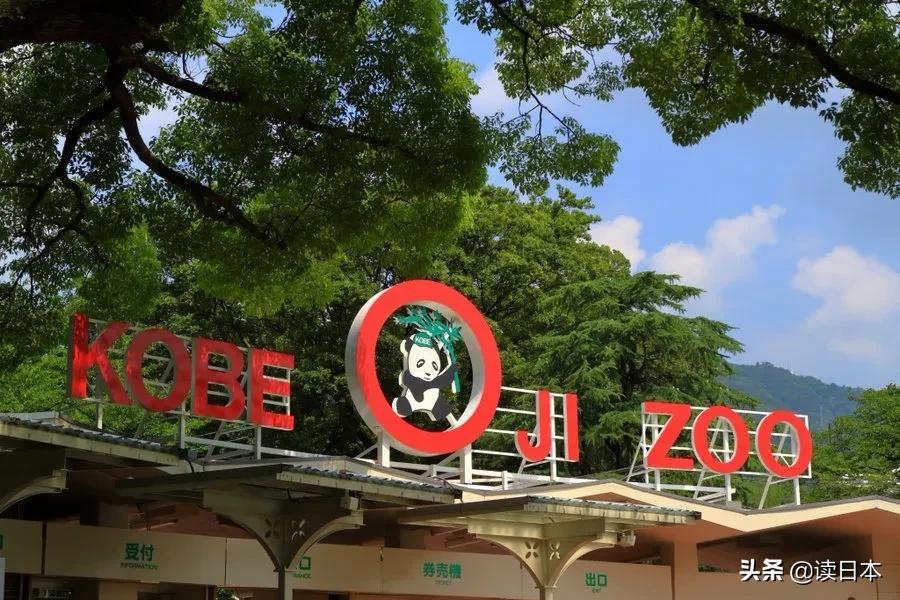 日本的顶级流量担当者大熊猫！日本人的熊猫情结疯狂到你想不到