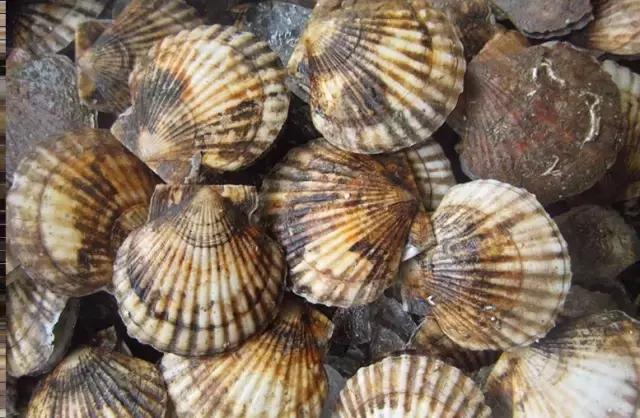 寿光羊口海鲜什么时间去合适,寿光羊口开海时间