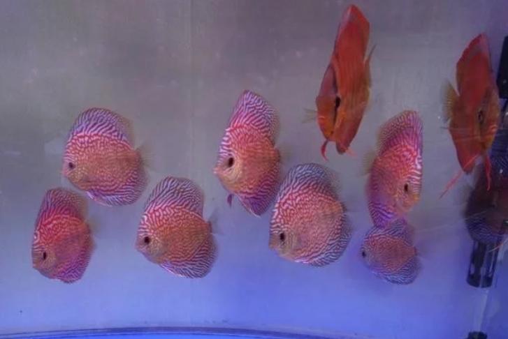 七彩神仙鱼黑体如何治理,七彩神仙鱼饲养难度