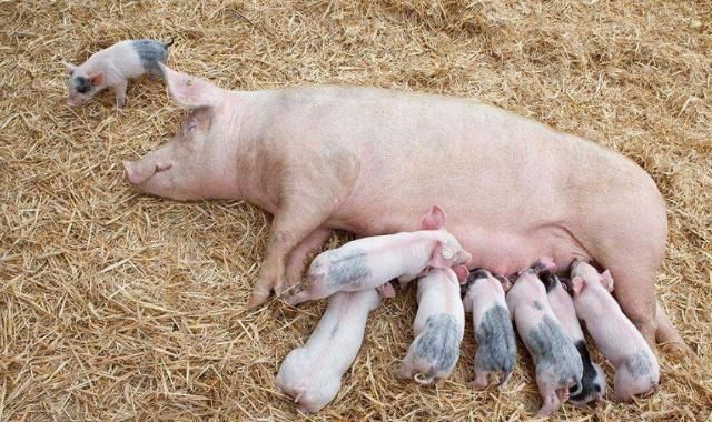 新生仔猪腹泻拉稀的最佳治疗方法,产房仔猪拉稀快速解决方法