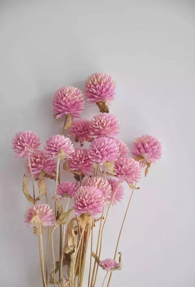 8种能做干花的鲜花，男朋友送的花就这么做