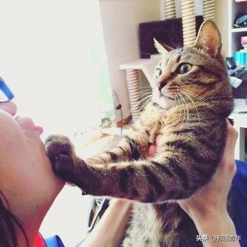 医生说我家猫很有性格,医生说我的猫有点傻