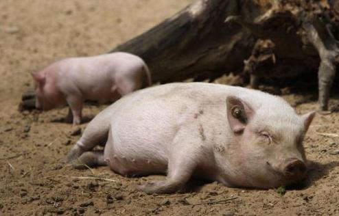 育肥猪肚子胀气怎么治,猪肚胀怎么快速消除