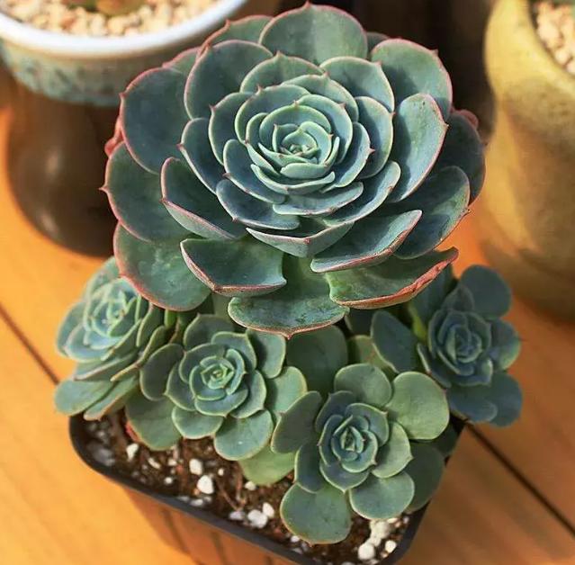 多肉植物玉蝶锦怎么繁殖,多肉植物玉蝶和碧桃哪个更有优势