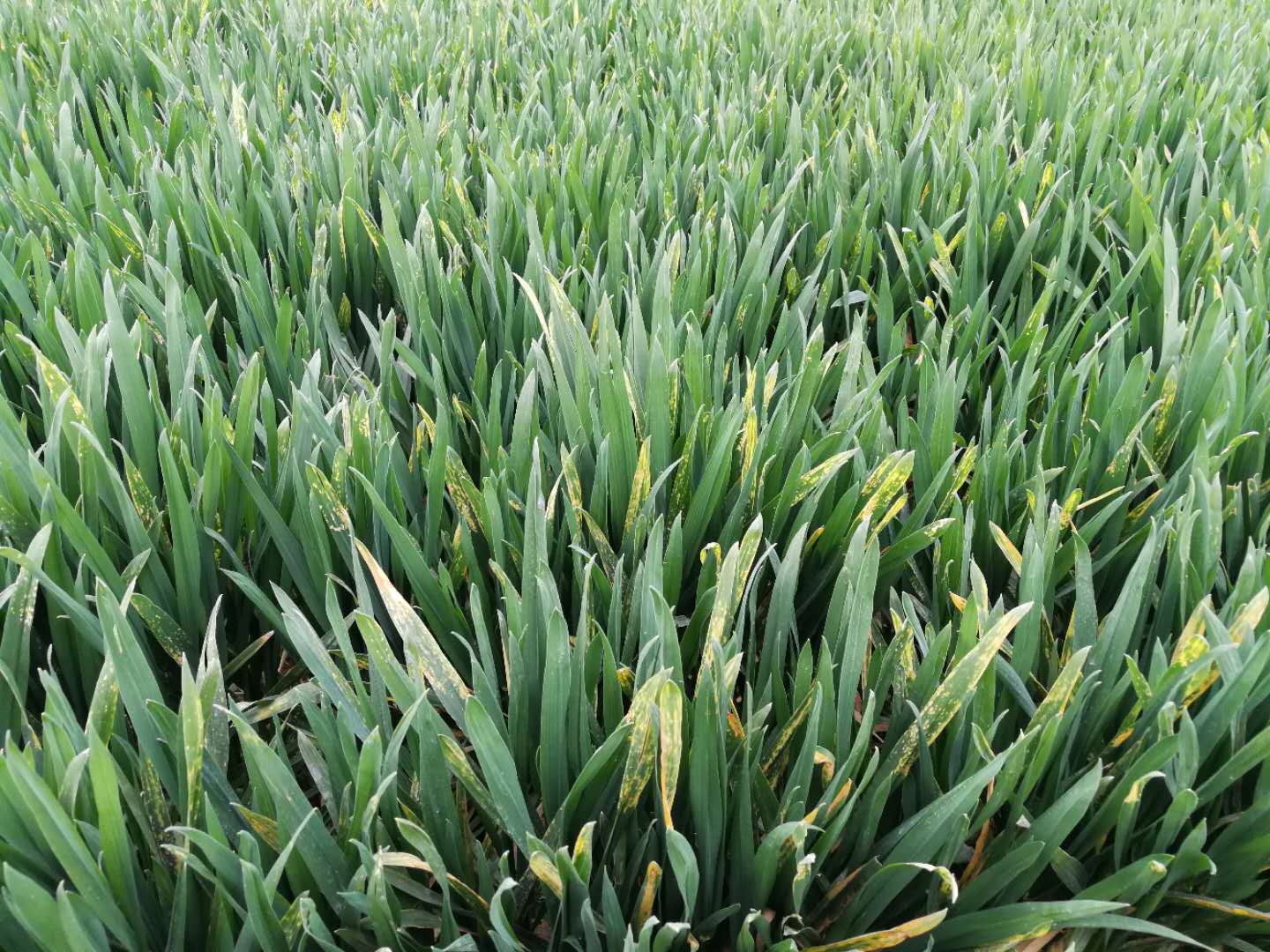 玉米除草剂出现药害,玉米除草剂喷重了怎么办