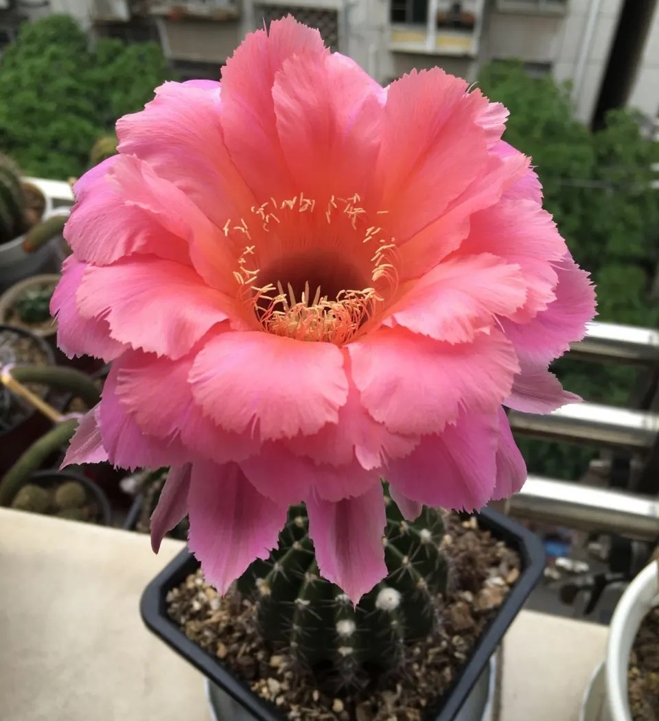 太极莲仙人球,狂莲仙人球