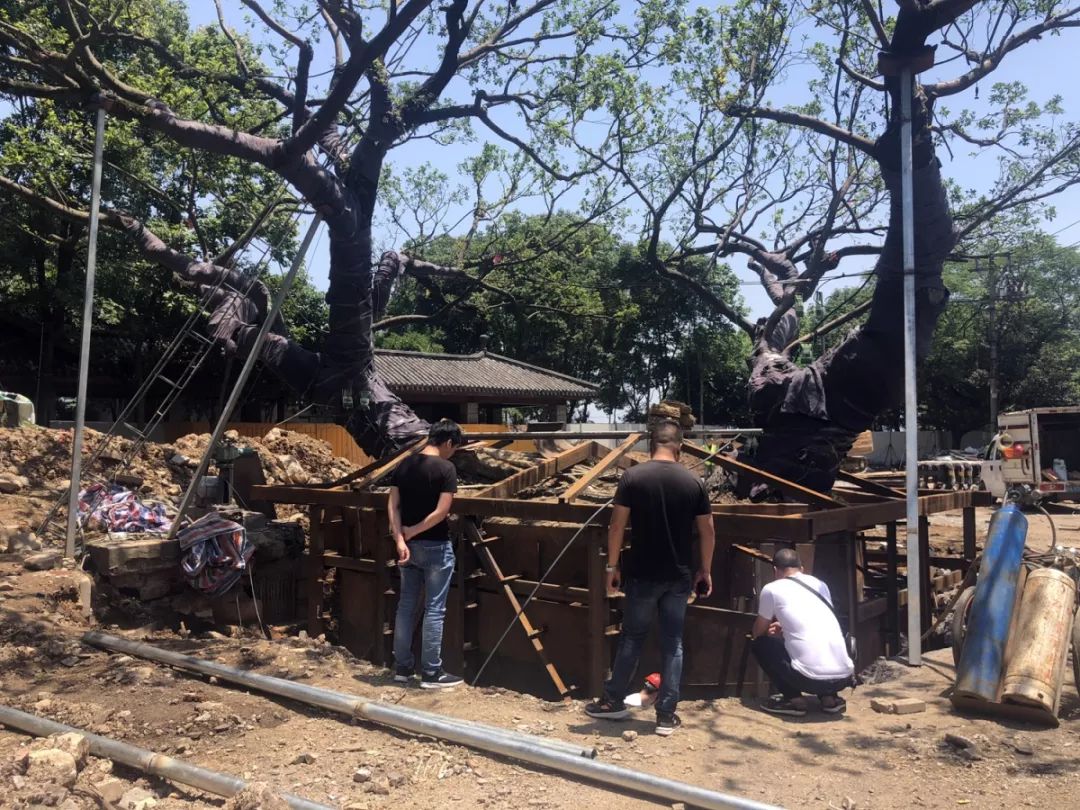 温州望江路上那棵125岁大榕树今天“搬家”！只因…