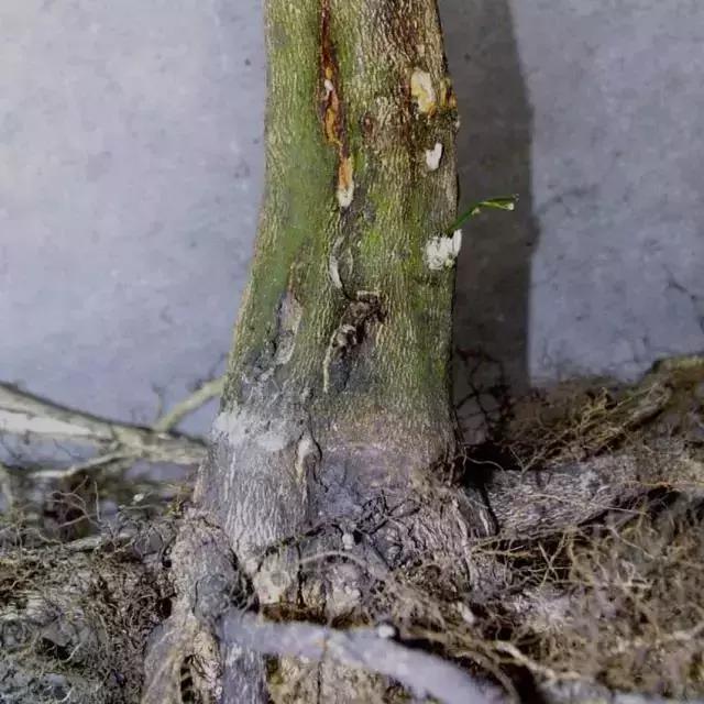 柑橘落果病害图谱大全,柑橘树的果树病害图谱