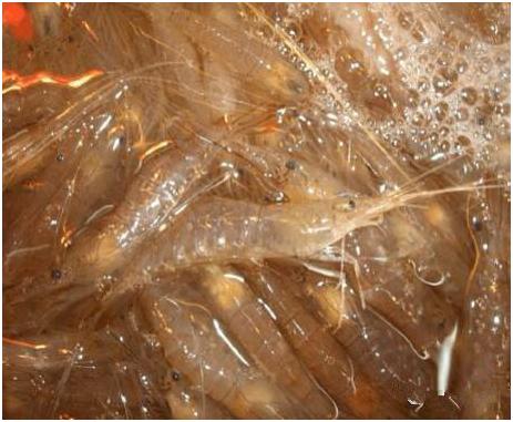 看图识海鲜，这些水产海鲜你都认识吗？