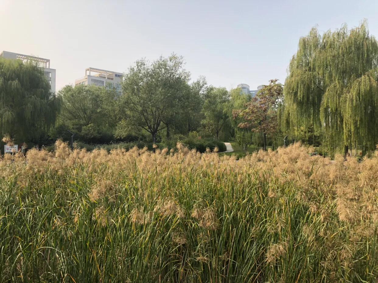 郑州市莲花公园,郑州池南路莲花公园