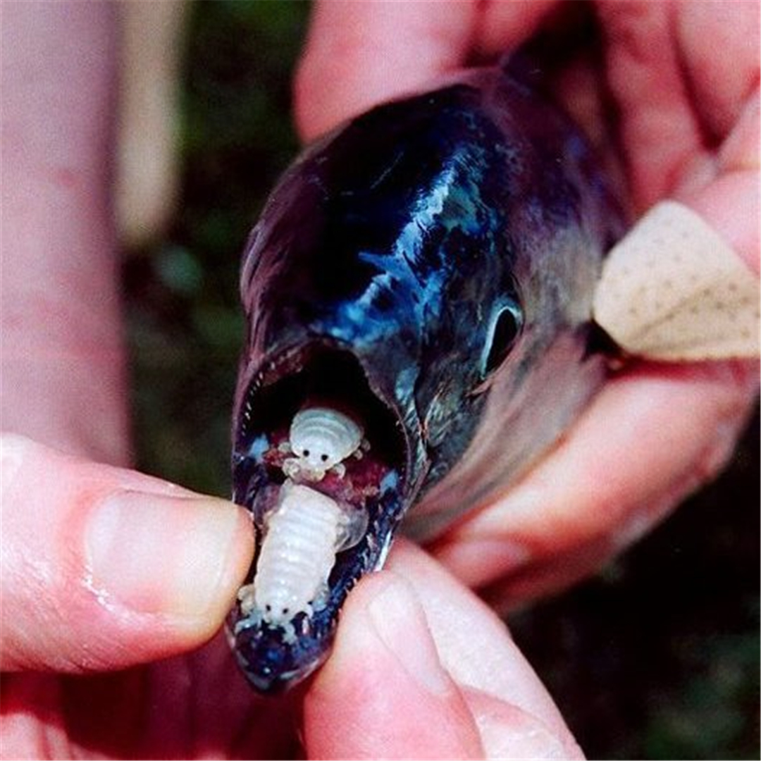 寄生虫咬断鱼的舌头,有什么寄生虫可以改变性别