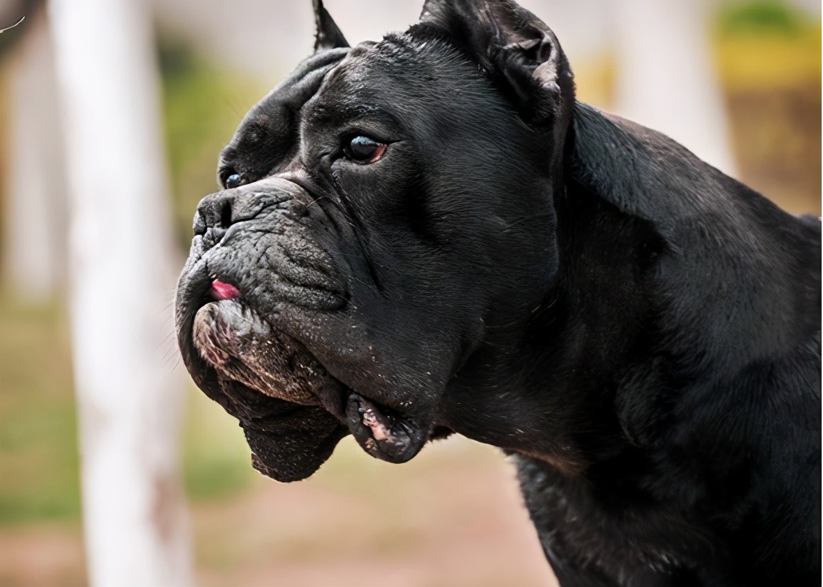 卡斯罗犬可以养吗,卡斯罗犬值得养吗