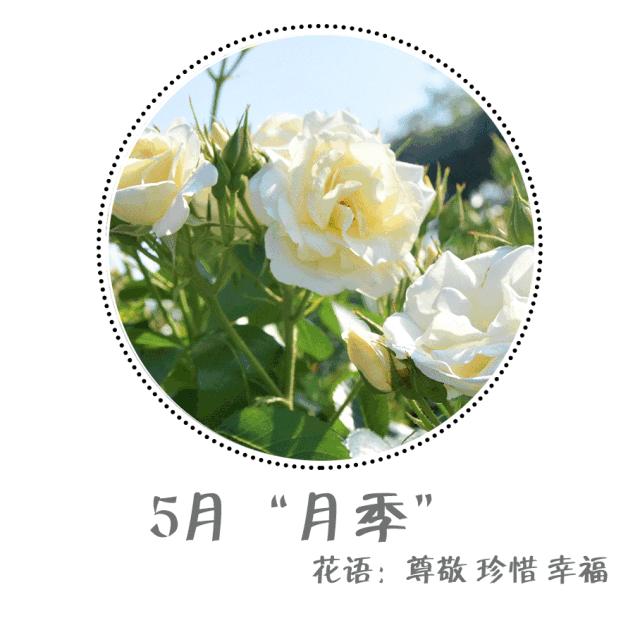 魔都赏花旅游攻略,魔都春季赏花好地方