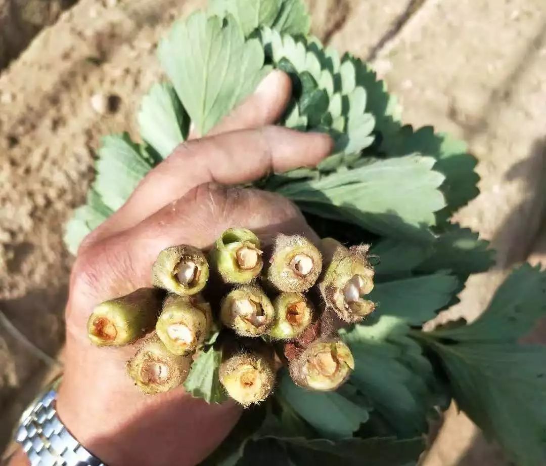 草莓移栽后死苗是什么原因,草莓预防死苗灌根最佳配方