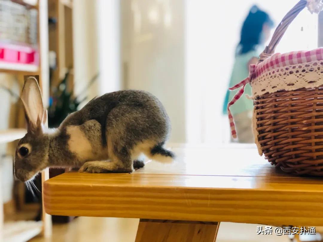 西安有哪些可以撸兔子的店,西安撸兔子的店