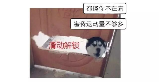 哈士奇萨摩金毛哪个好养,萨摩耶跟哈士奇阿拉斯加犬的区别