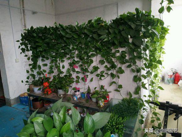 自制绿萝柱生长过程,小绿萝做绿萝柱得多久