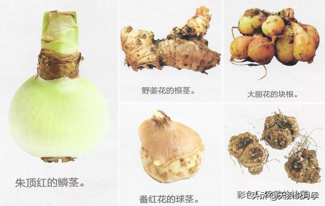 狼家球根怎么样,狼家球根上市了吗