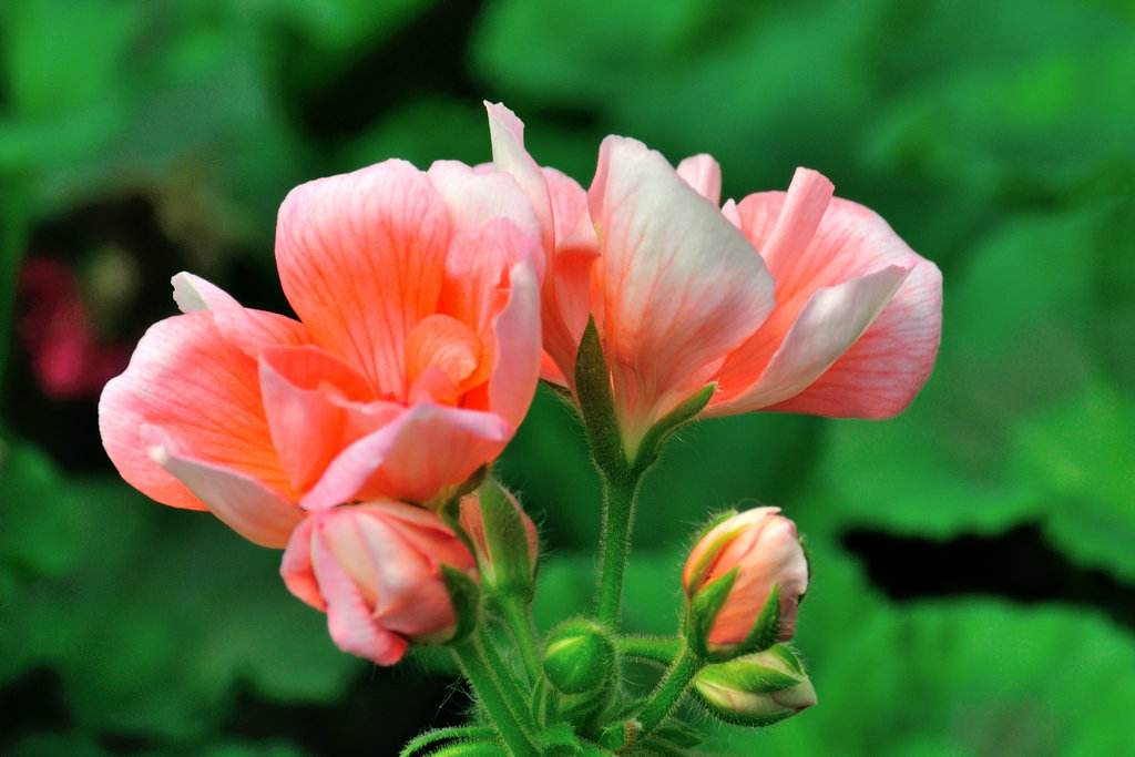 土壤“酸碱平衡”很重要，教你3个方法好调节，尽快开花能赏花