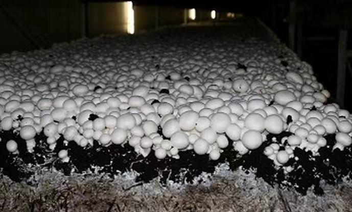 菜市场卖不完的菌菇怎么办呢,野生蘑菇如何养殖