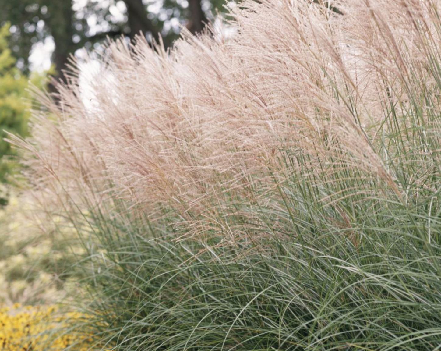 既能净化空气又美观的植物,10种好看的花卉