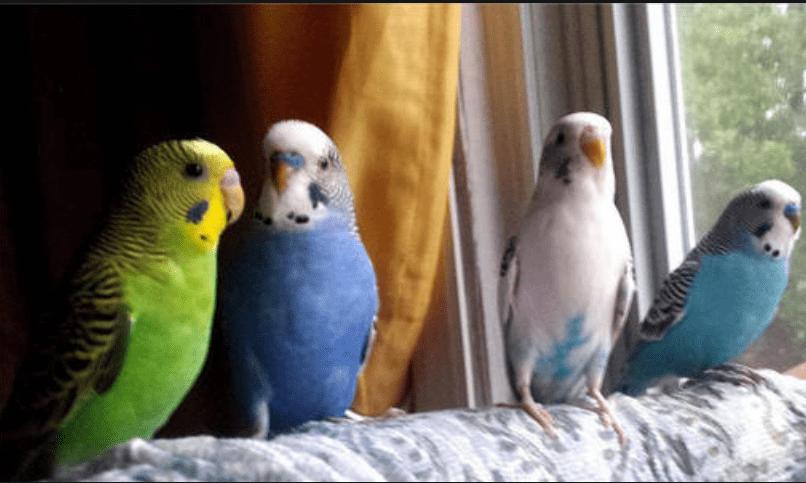 鹦鹉怎样喂养及注意事项,腮红鹦鹉喂养