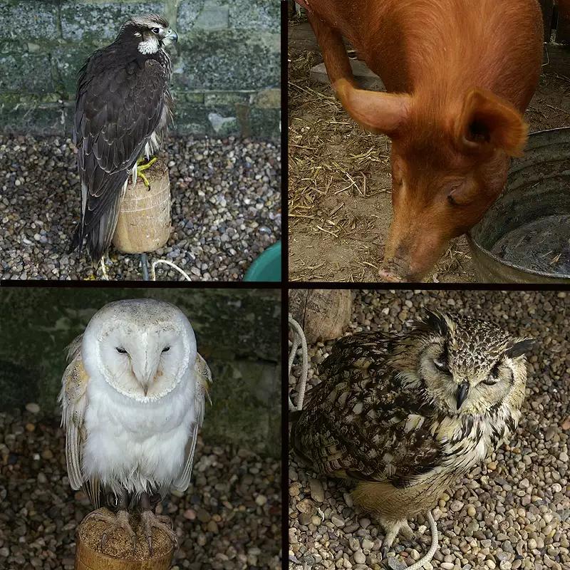 英国旅游莎士比亚故乡,莎士比亚故里斯特拉福德小镇