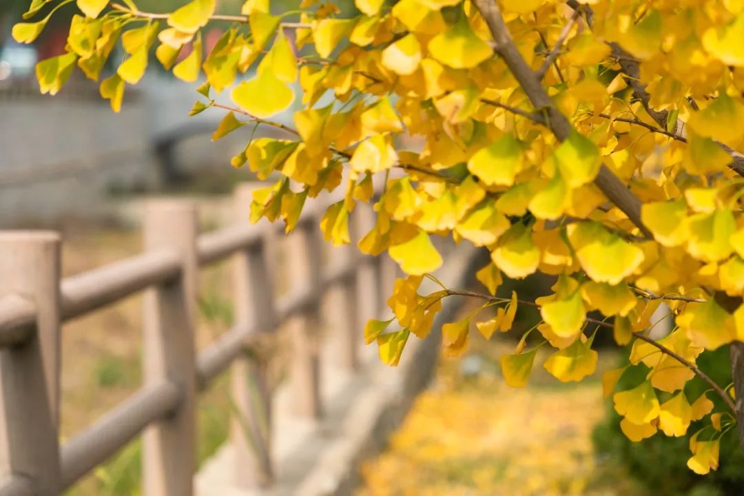 童话小镇在哪里,山东梦幻童话小镇在哪里