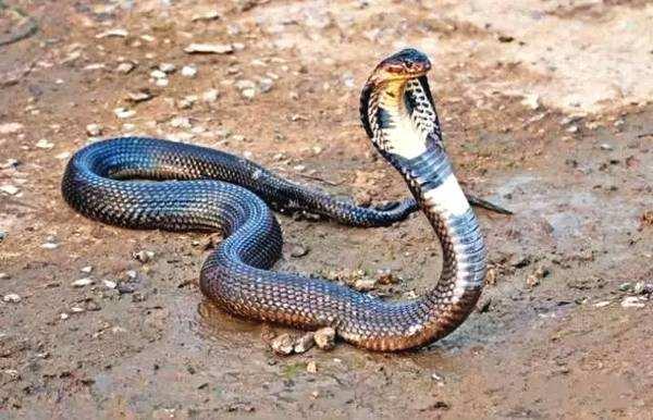 家旁边发现眼镜王蛇怎么办,在家里出现眼镜王蛇