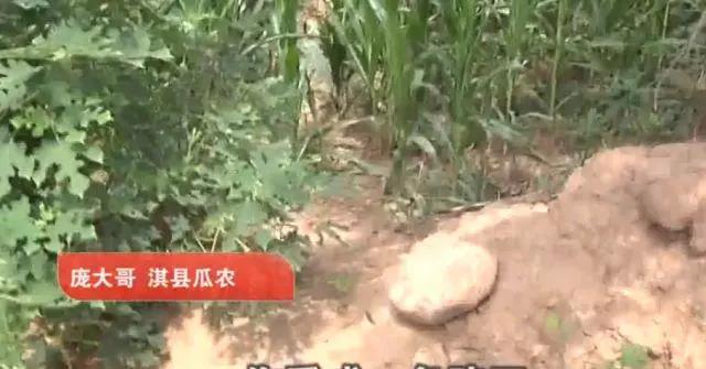 农民西瓜被偷还要倒赔300元,西瓜被偷还要倒赔吗