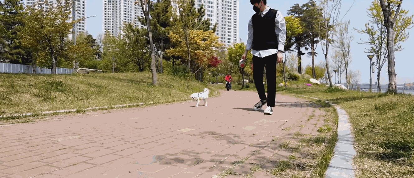 狗狗一直转圈圈还用爪子刨被子,狗狗每天都趴又拉又吐