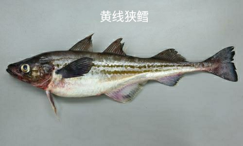 买到了假鳕鱼应该怎么办,鳕鱼真假分不清别慌看完这篇秒懂