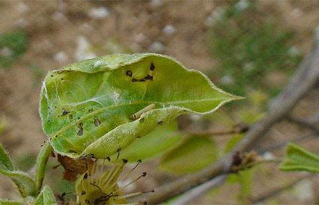 苹果小卷蛾用什么杀虫剂,苹果树卷叶病用什么药