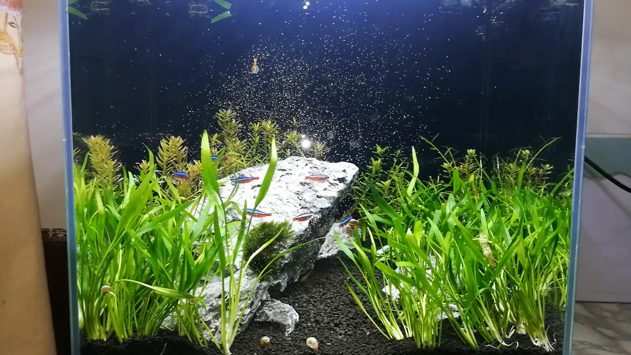 孔雀鱼喂什么饲料最好呢,孔雀鱼适合吃什么饲料