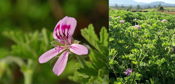 烧蚊香等于吸毒气?夏天总被蚊子咬!到底哪些灭蚊方式最靠谱
