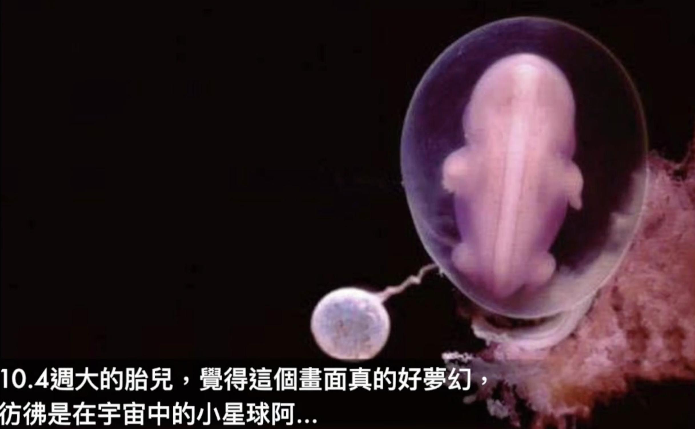 怀孕1-40周胎儿发育图,生命的起源胎儿发育全过程视频