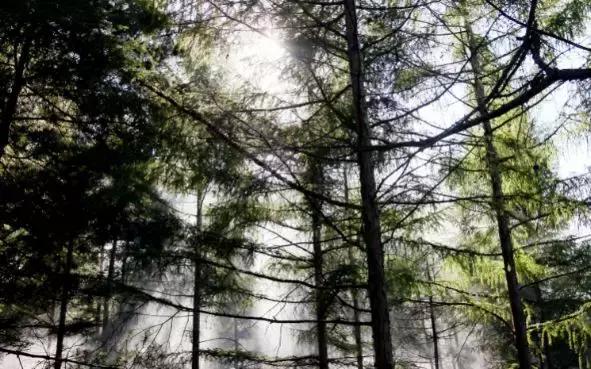 获奖作品广场舞大赛,莲花山杯全国摄影大赛